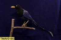 藏品(臺灣藍鵲)的圖片